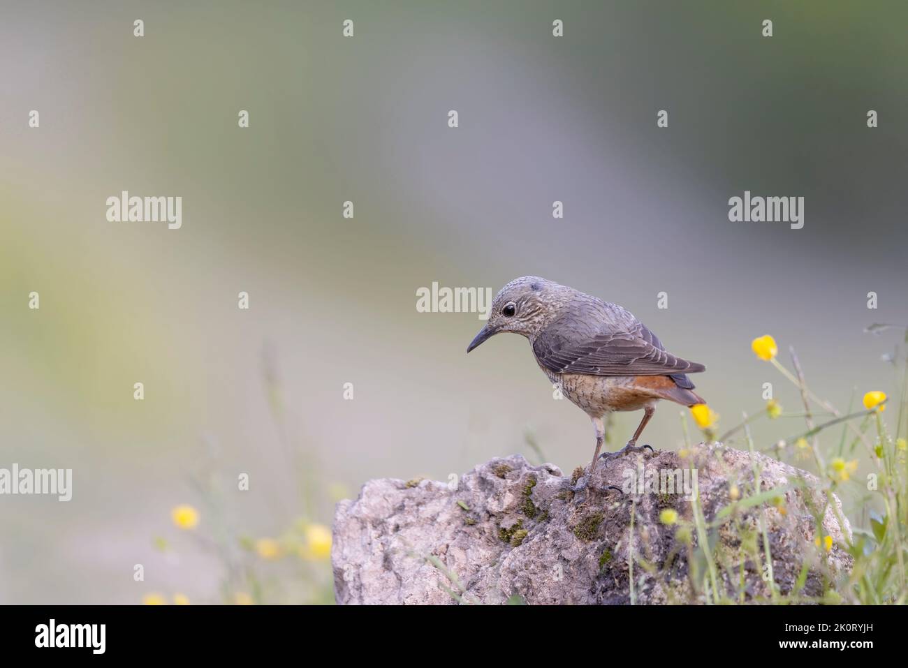 Il mughetto di roccia comune (Monticola saxatilis) Foto Stock