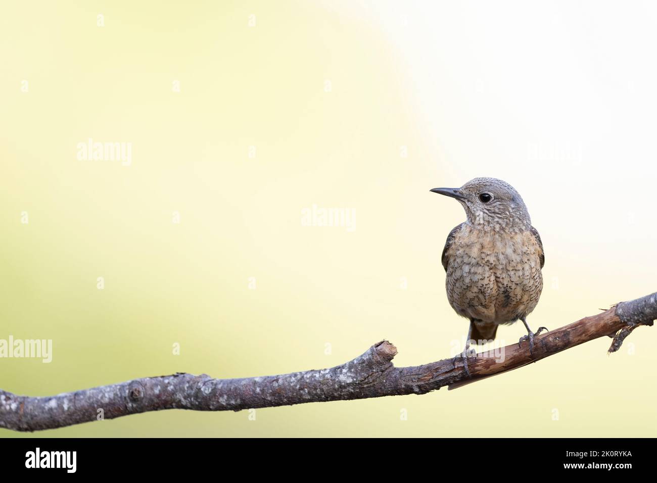 Il mughetto di roccia comune (Monticola saxatilis) Foto Stock