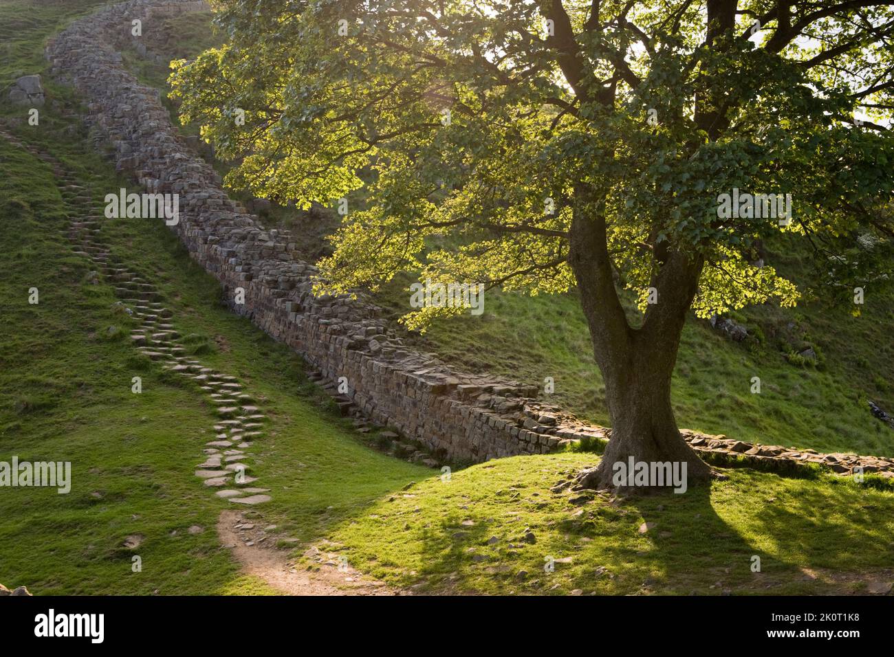 Il Muro di Adriano a Sycamore Gap, un iconico albero solistico sul percorso del Muro di Adriano. Northumberland National Park Foto Stock