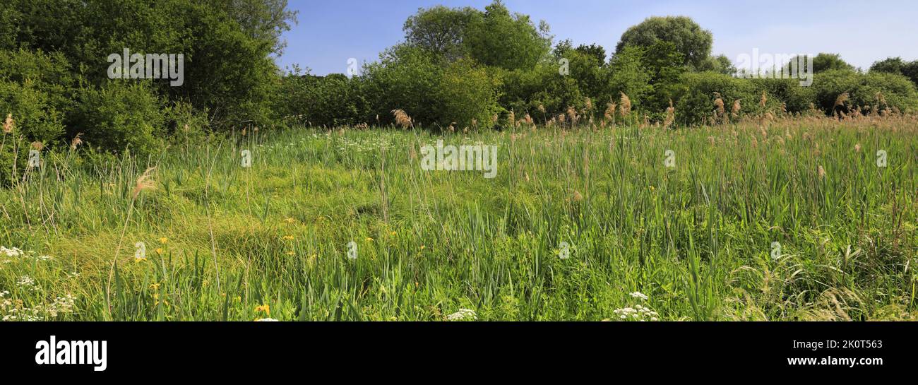 Vista sulla riserva naturale di Winnall Moors, Winchester City, Hampshire County; Inghilterra; Gran Bretagna, REGNO UNITO Foto Stock