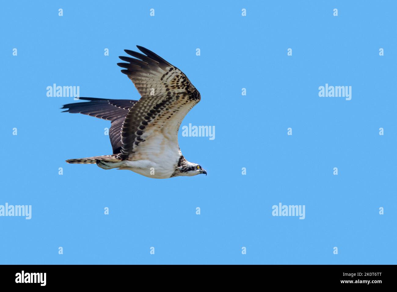 Falco pescatore occidentale (Pandion haliaetus) che vola contro il cielo blu Foto Stock