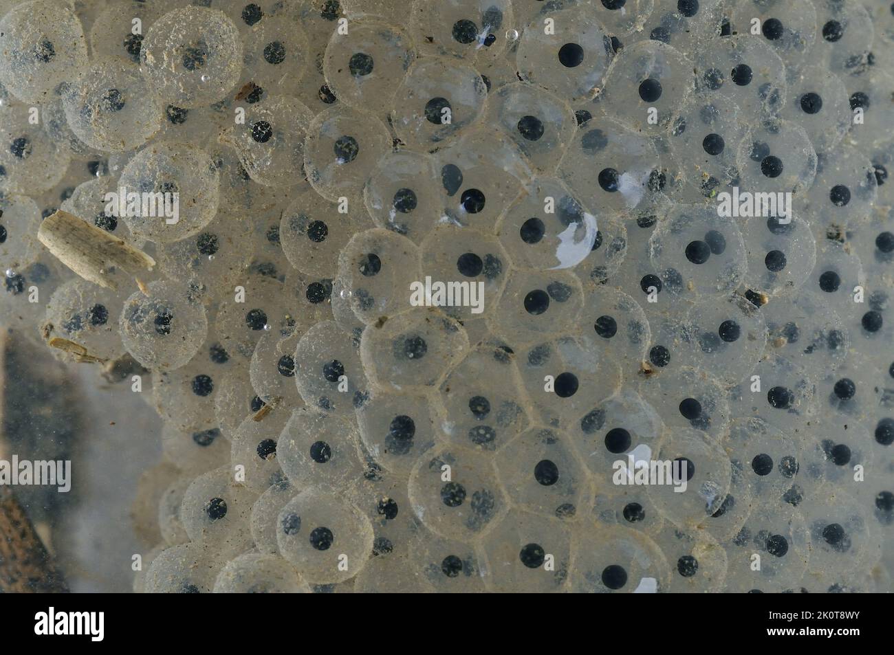 Rana comune (Rana temporaria) raggruppamenti di uova - embrioni dopo 3 giorni Foto Stock