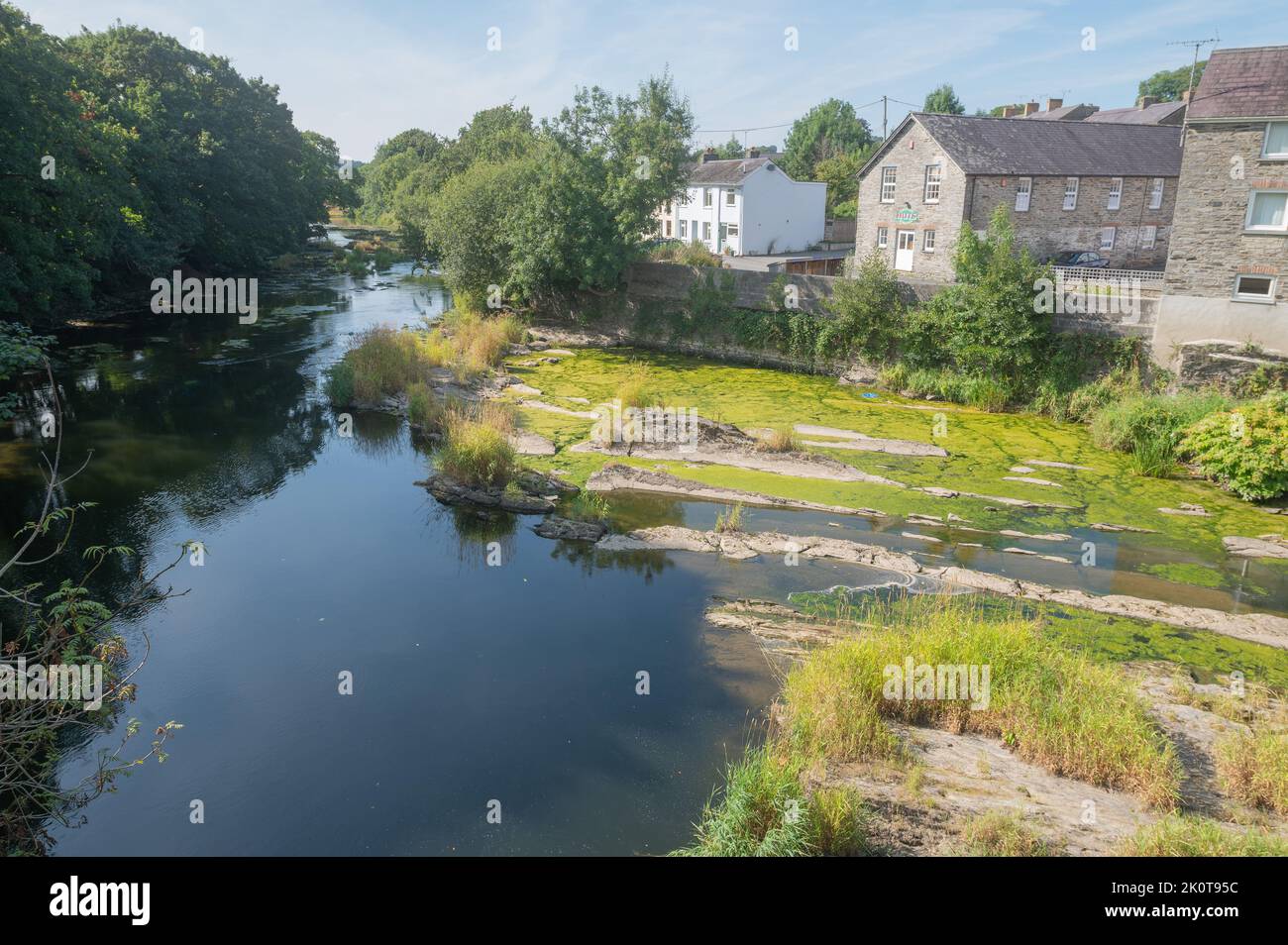 Alghe verdi che crescono in piscine alonmg il fiume Teifi durante la siccità condizioni di flusso basso 27th agosto 2022 Foto Stock