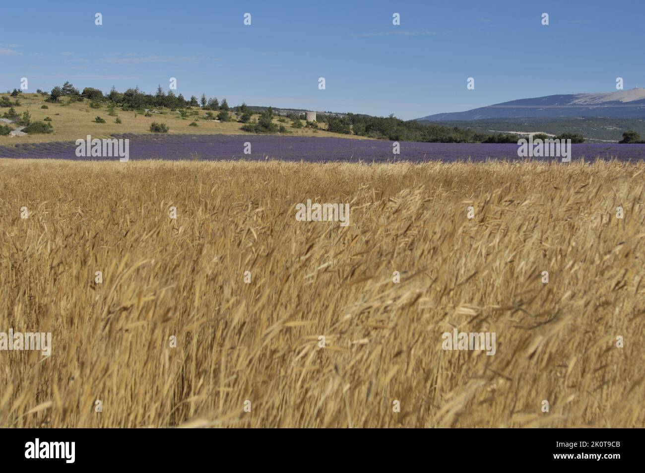 Lavanda (Lavandula sp) e farro - grano di Dinkel - grano sbucciato (Triticum spelta) campo di fiori pronto per essere raccolto - Provenza - Francia Foto Stock