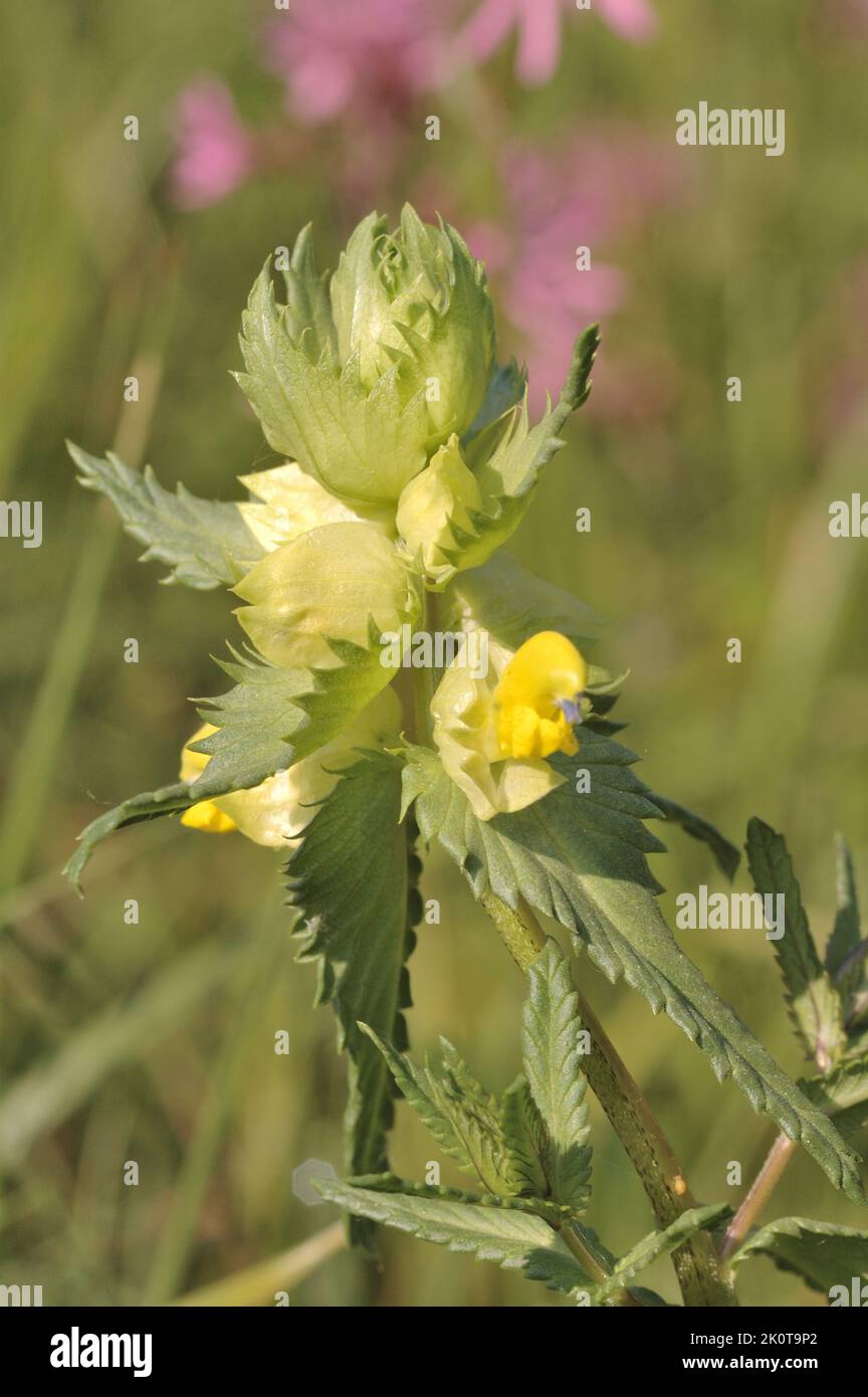 Sonaglino a foglie strette - maggiore sonaglino giallo (Rhinanthus angustifolius - Rhinanthus serotinus) fiorito alla fine della primavera Belgio Foto Stock