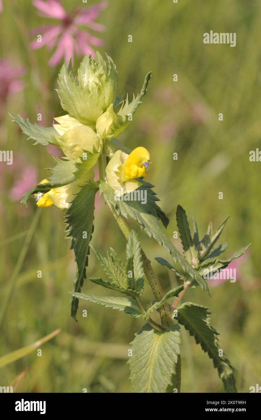 Sonaglino a foglie strette - maggiore sonaglino giallo (Rhinanthus angustifolius - Rhinanthus serotinus) fiorito alla fine della primavera Belgio Foto Stock