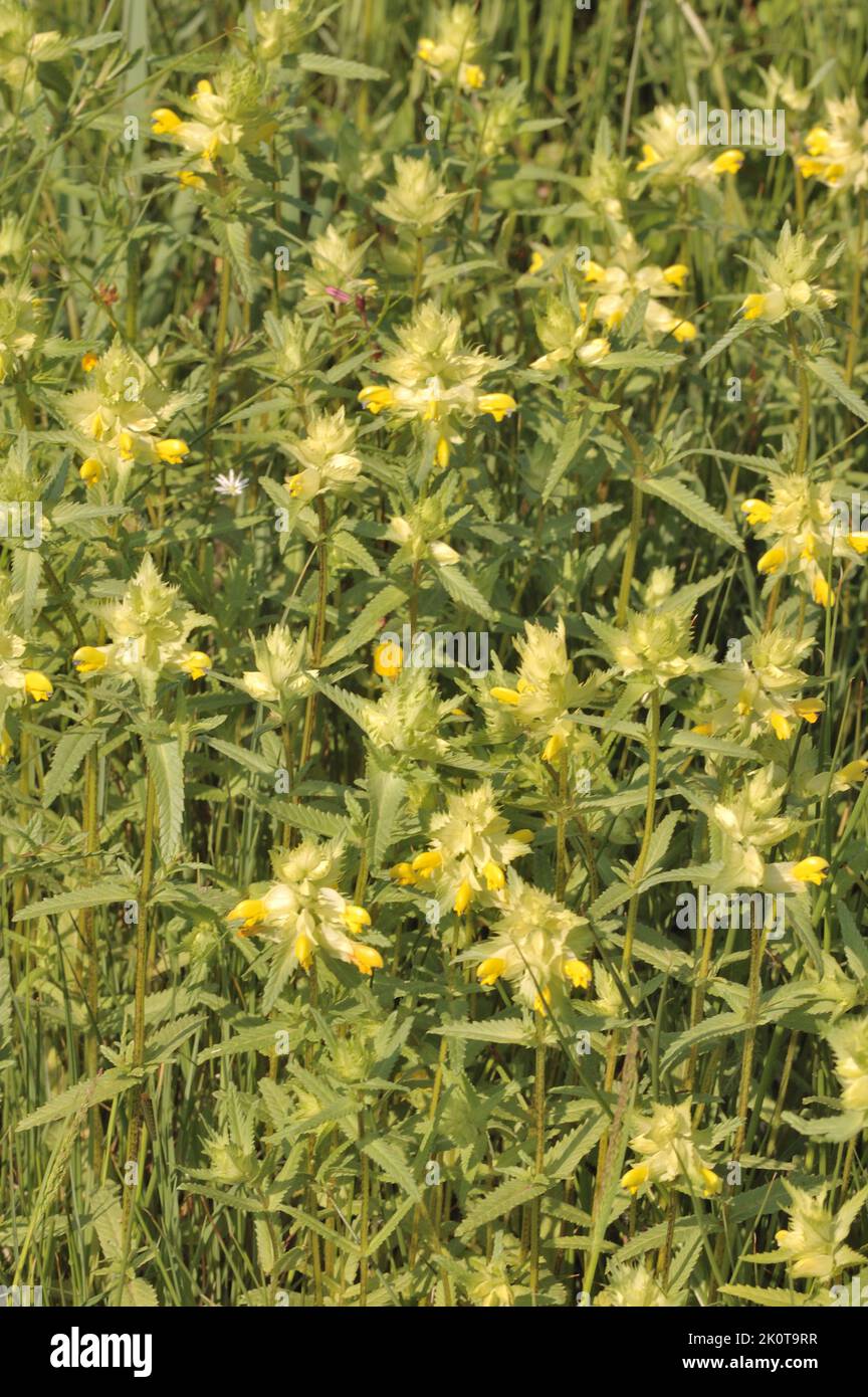 Sonaglino a foglie strette - maggiore sonaglino giallo (Rhinanthus angustifolius - Rhinanthus serotinus) fiorito alla fine della primavera Belgio Foto Stock
