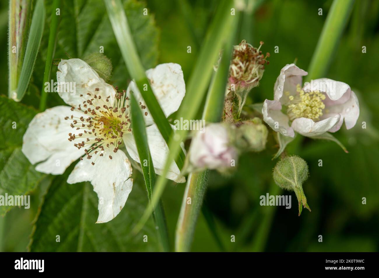 Primo piano ritratto di fiori naturali di fiori bianchi di mora ed erbe Foto Stock