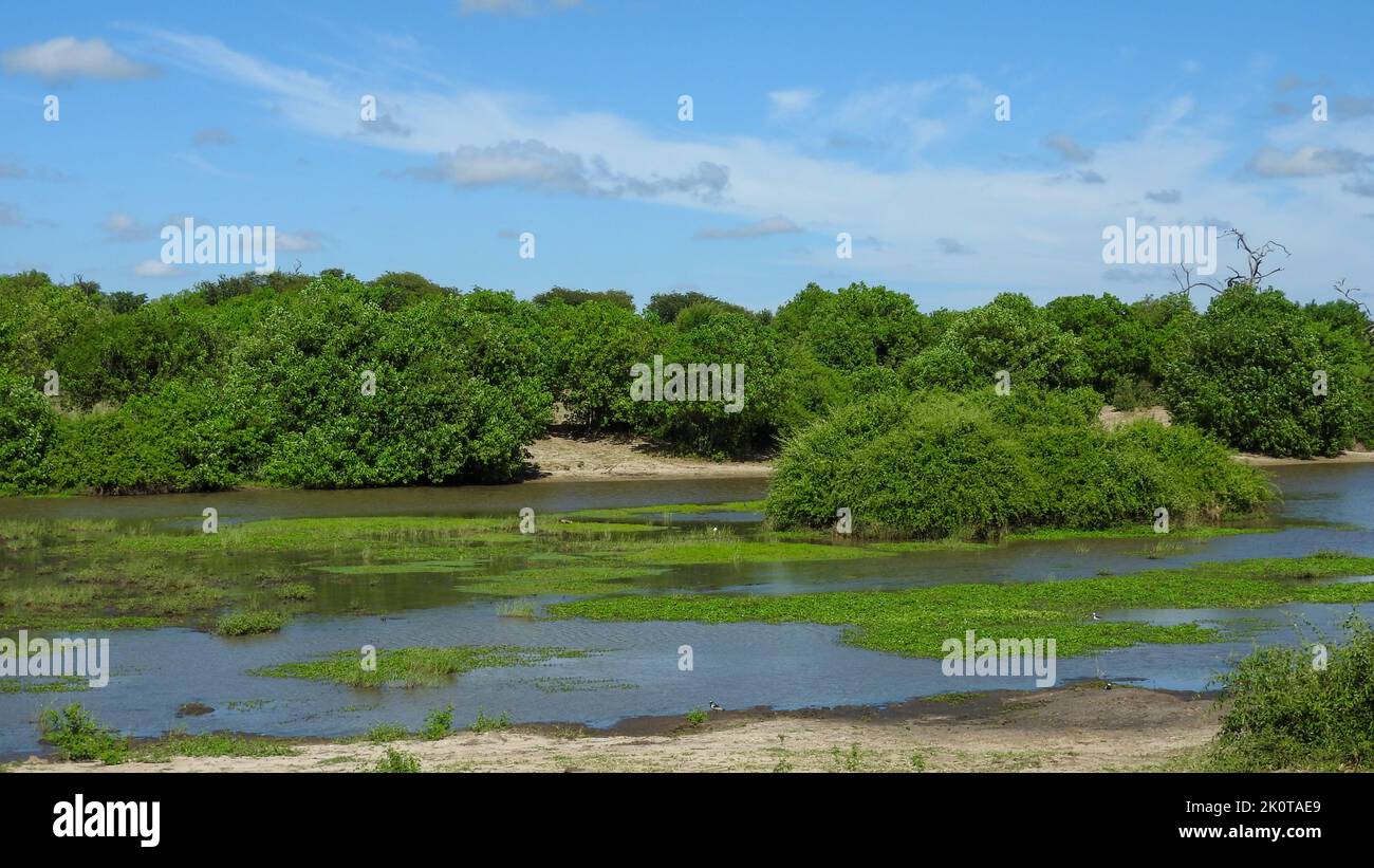 Paesaggio di un braccio laterale del fiume Chobe con la tipica vegetazione africana Foto Stock