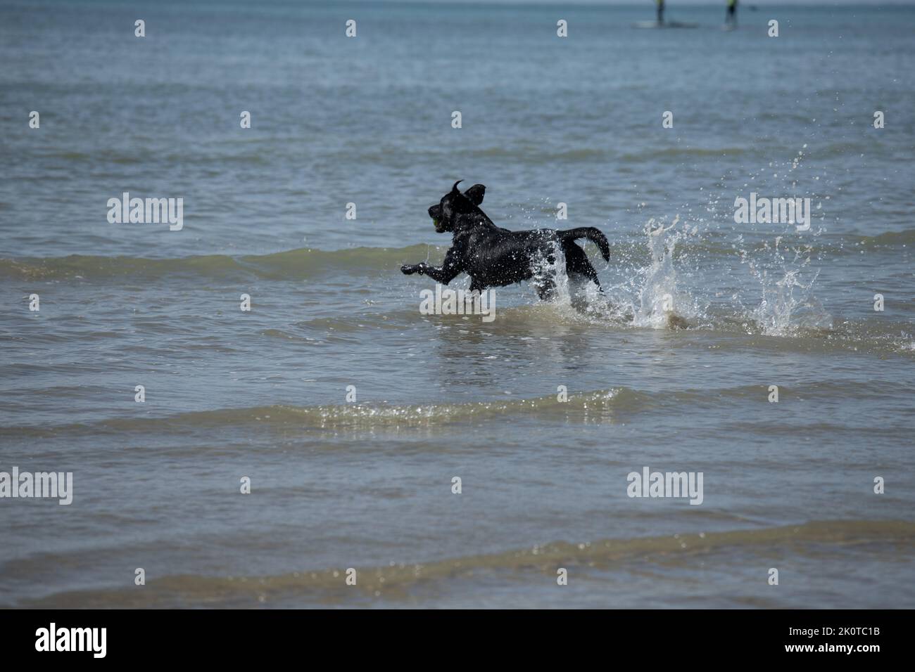 Black Labrador giocare in mare in una giornata di sole Foto Stock