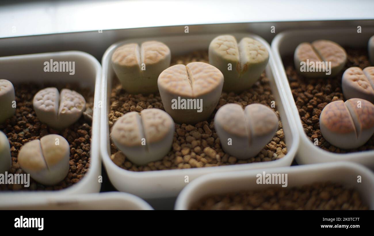 Lithops è un genere di piante succulente originarie dell'Africa, principalmente in Namibia e Sud Africa; Classe: Magnoliopsida Ordine: Caryophyllales Famiglia: Aizoac Foto Stock Lithops è un genere di piante succulente originarie dell'Africa, principalmente in Namibia e Sud Africa; Classe: Magnoliopsida Ordine: Caryophyllales Famiglia: Aizoac Foto Stock