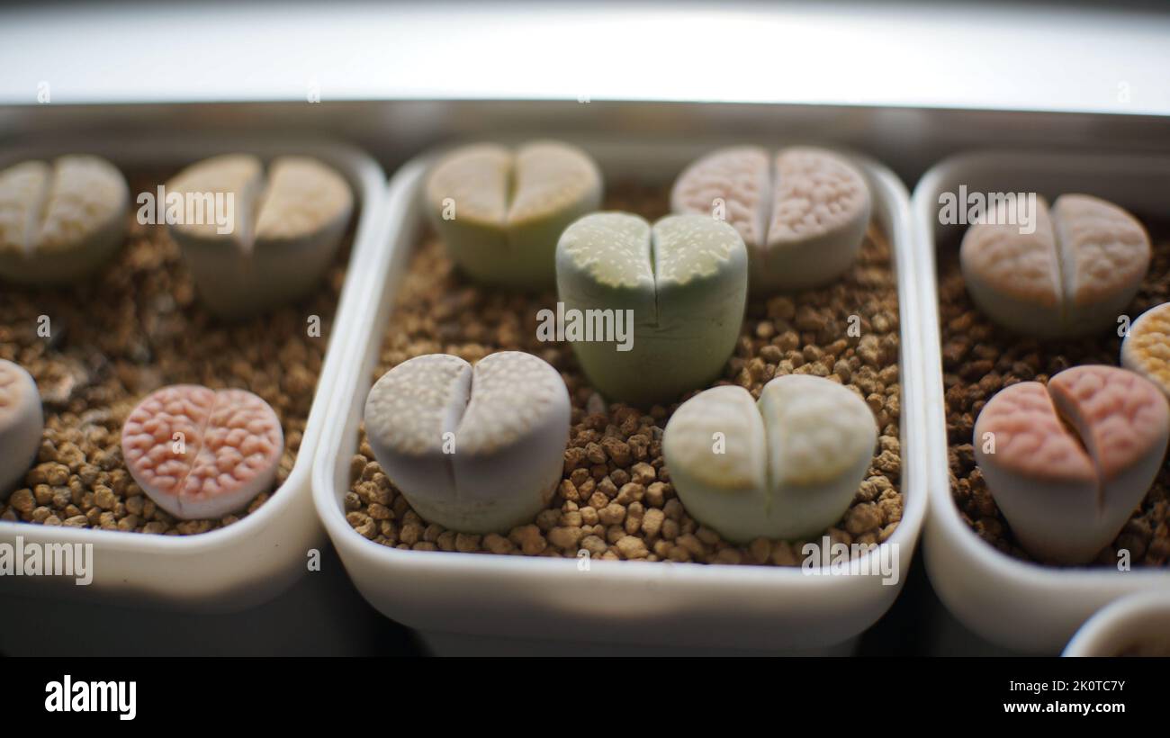 Lithops è un genere di piante succulente originarie dell'Africa, principalmente in Namibia e Sud Africa; Classe: Magnoliopsida Ordine: Caryophyllales Famiglia: Aizoac Foto Stock Lithops è un genere di piante succulente originarie dell'Africa, principalmente in Namibia e Sud Africa; Classe: Magnoliopsida Ordine: Caryophyllales Famiglia: Aizoac Foto Stock