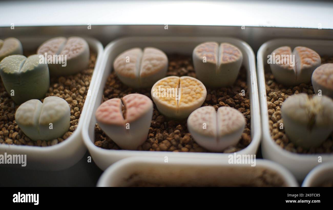 Lithops è un genere di piante succulente originarie dell'Africa, principalmente in Namibia e Sud Africa; Classe: Magnoliopsida Ordine: Caryophyllales Famiglia: Aizoac Foto Stock Lithops è un genere di piante succulente originarie dell'Africa, principalmente in Namibia e Sud Africa; Classe: Magnoliopsida Ordine: Caryophyllales Famiglia: Aizoac Foto Stock