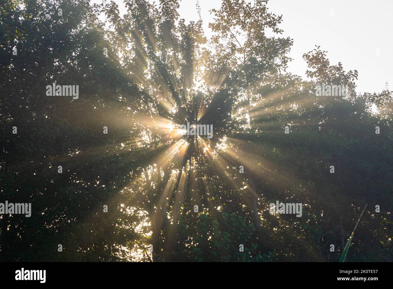 Il sole splende attraverso le foglie di un albero, creando un bellissimo modello divergente Foto Stock