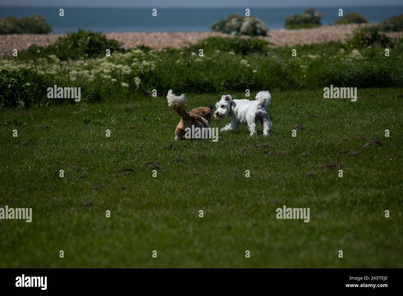 Due piccole cani che giocano in spiaggia Foto Stock