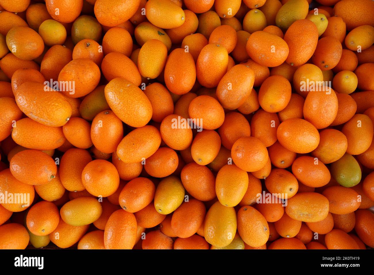 Gruppo di kumquat , il frutto commestibile assomiglia molto all'arancio per colore e forma, ma è molto più piccolo, essendo la dimensione di una grande oliva Foto Stock