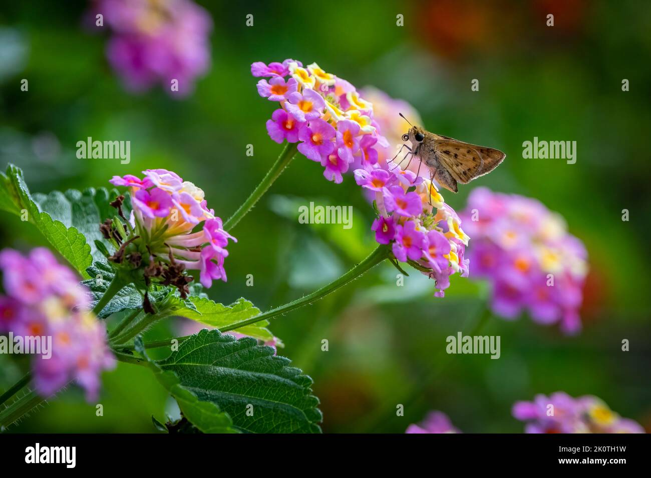 Farfalla Firery Skipper appoggiata su una fioritura rosa e gialla di lantana Foto Stock