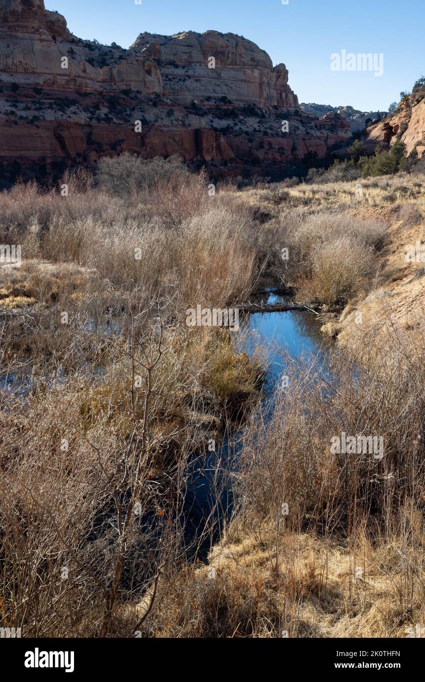 Gli stagni di Beaver rallentano l'acqua di Calf Creek sotto il Lower Calf Creek Falls Trail. Grand Staircase-Escalante National Monument, Utah Foto Stock