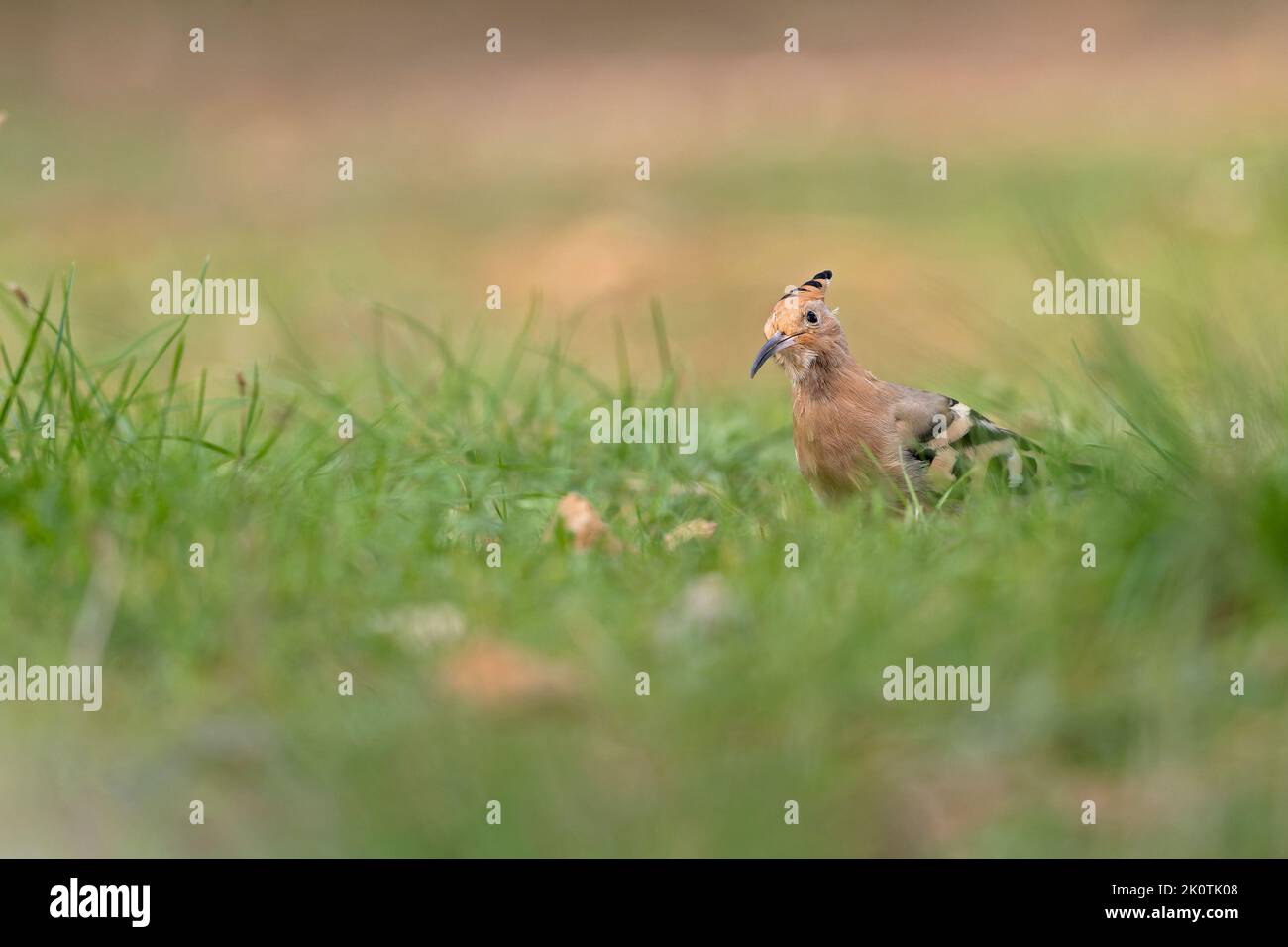 Un hoopoe eurasiatico (Upupa epops) che si fa foraggio durante il giorno a terra. Foto Stock