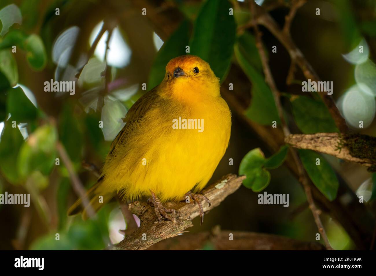 Atlantic Canary, un piccolo uccello selvatico brasiliano. Il giallo canarino Crithagra flaviventris è un piccolo uccello passerino della famiglia delle fringuine. Foto Stock