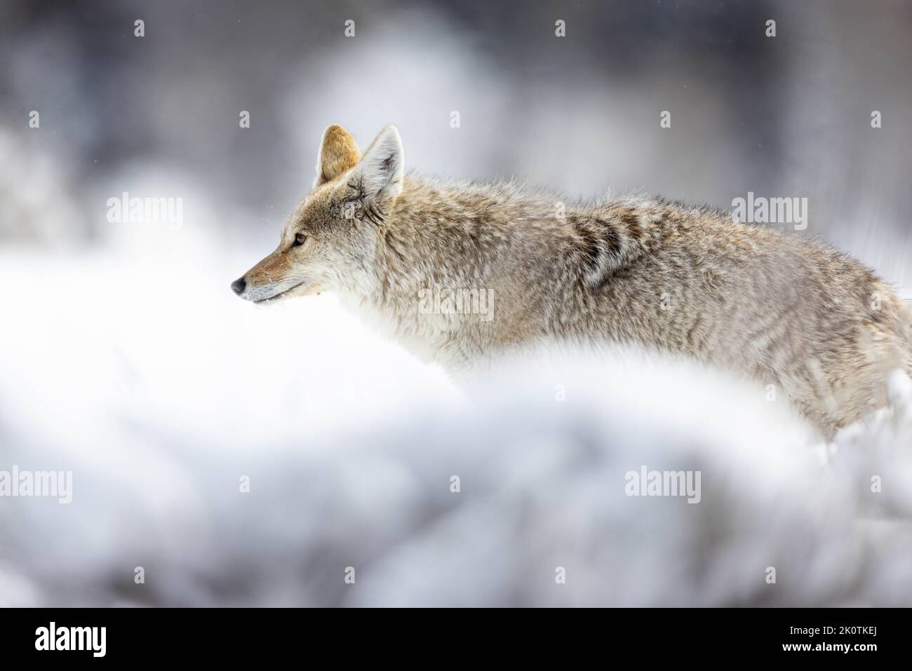 Un coyote che cammina attraverso il pennello e la vegetazione ricoperta di neve. Grand Teton National Park, Wyoming Foto Stock