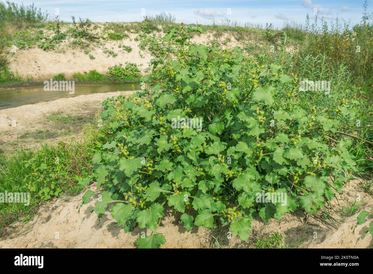 Il cespuglio Xánthium cresce sulla riva sabbiosa di un torrente. Usato come pianta medicinale Foto Stock
