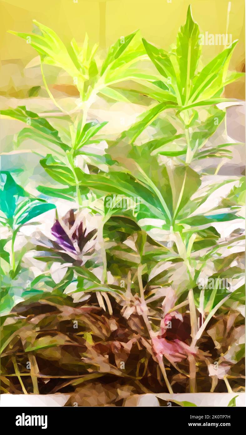 Illustrazione di una piantagione di cannabis. 2 piante sono in primo piano. Vettore in stile poly basso. Illustrazione Vettoriale