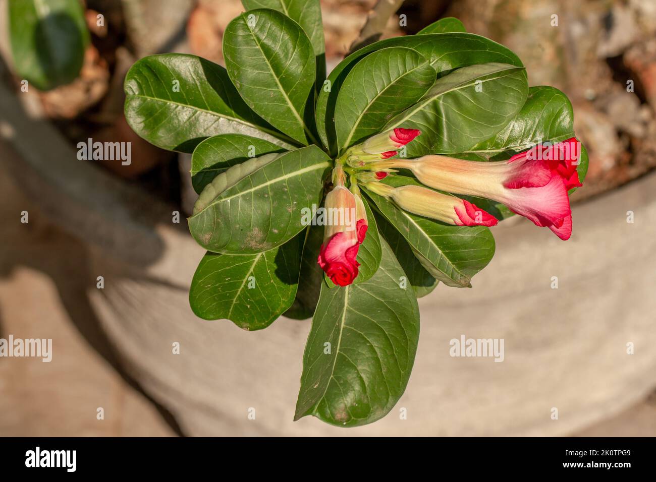 Primo piano di gambi di fiori e foglie di piante di adenium che hanno germogli di fiori pronti a fiorire e sono rossi, curati in pentole come decorazione cortile Foto Stock