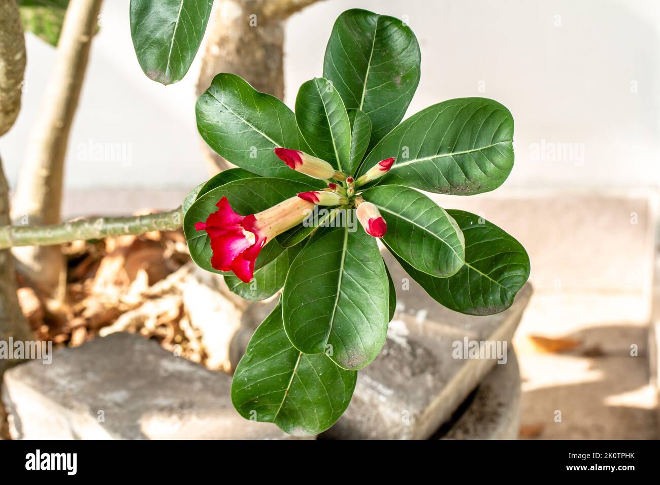 Primo piano di gambi di fiori e foglie di piante di adenium che hanno germogli di fiori pronti a fiorire e sono rossi, curati in pentole come decorazione cortile Foto Stock