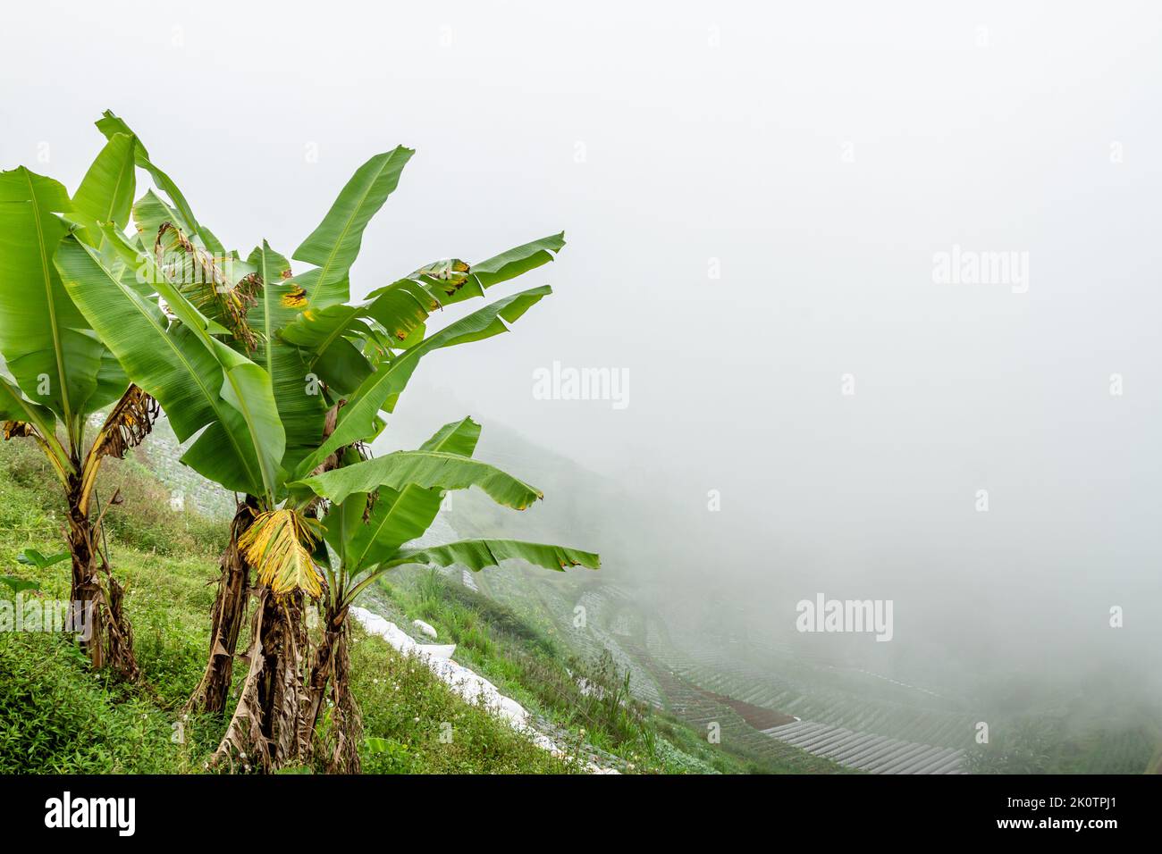 Banani con foglie verdi crescono sulle pendici della montagna con contorni ripidi, terrazzi agricoli sfondo appannato Foto Stock