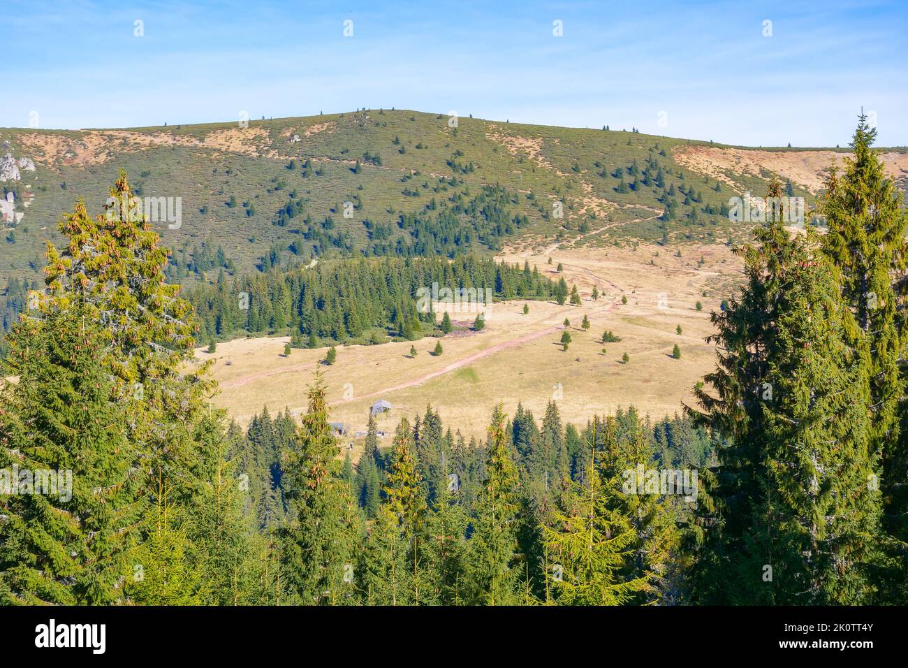 vista sul parco naturale selvaggio di apuseni, romania. splendido paesaggio autunnale di campagna con campi verdi sulle colline e gli alberi di abete rosso Foto Stock