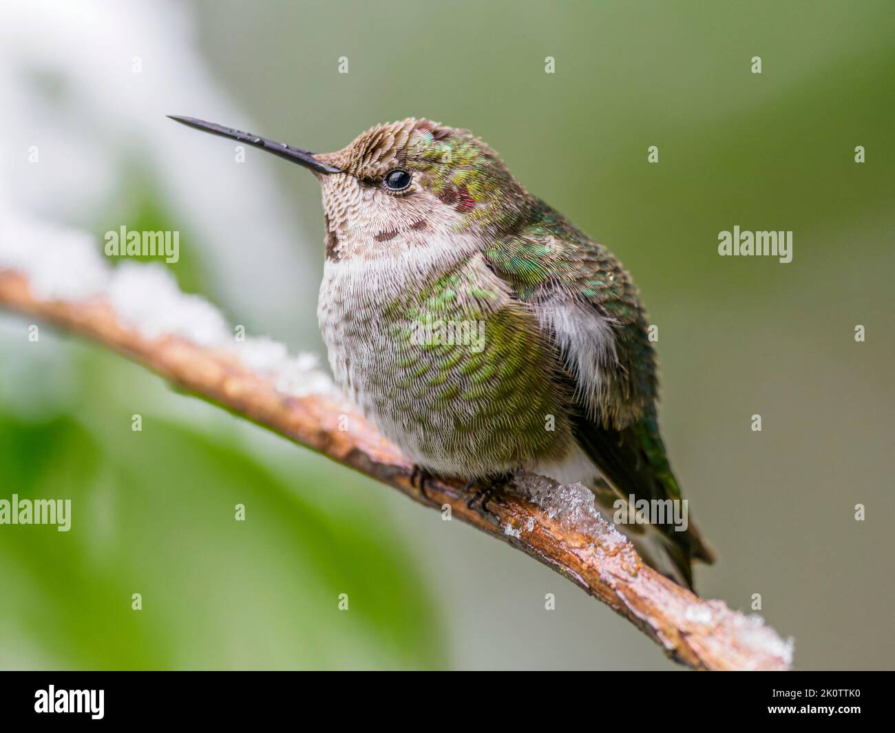 Un Hummingbird di Anna (Calypte anna) che sita su un ramo innevato Foto Stock