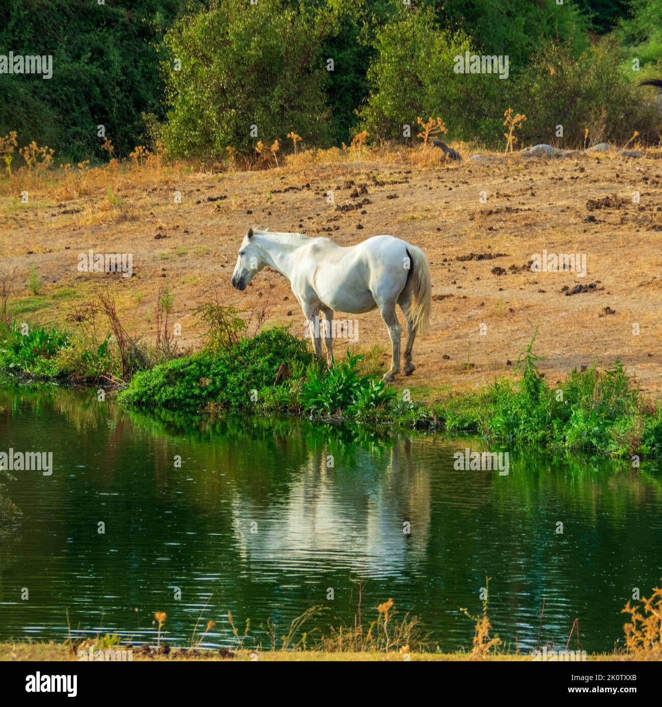 Cavalli che pascolano liberamente nel parco naturale di Los Barruecos (Cáceres, Spagna). Foto Stock