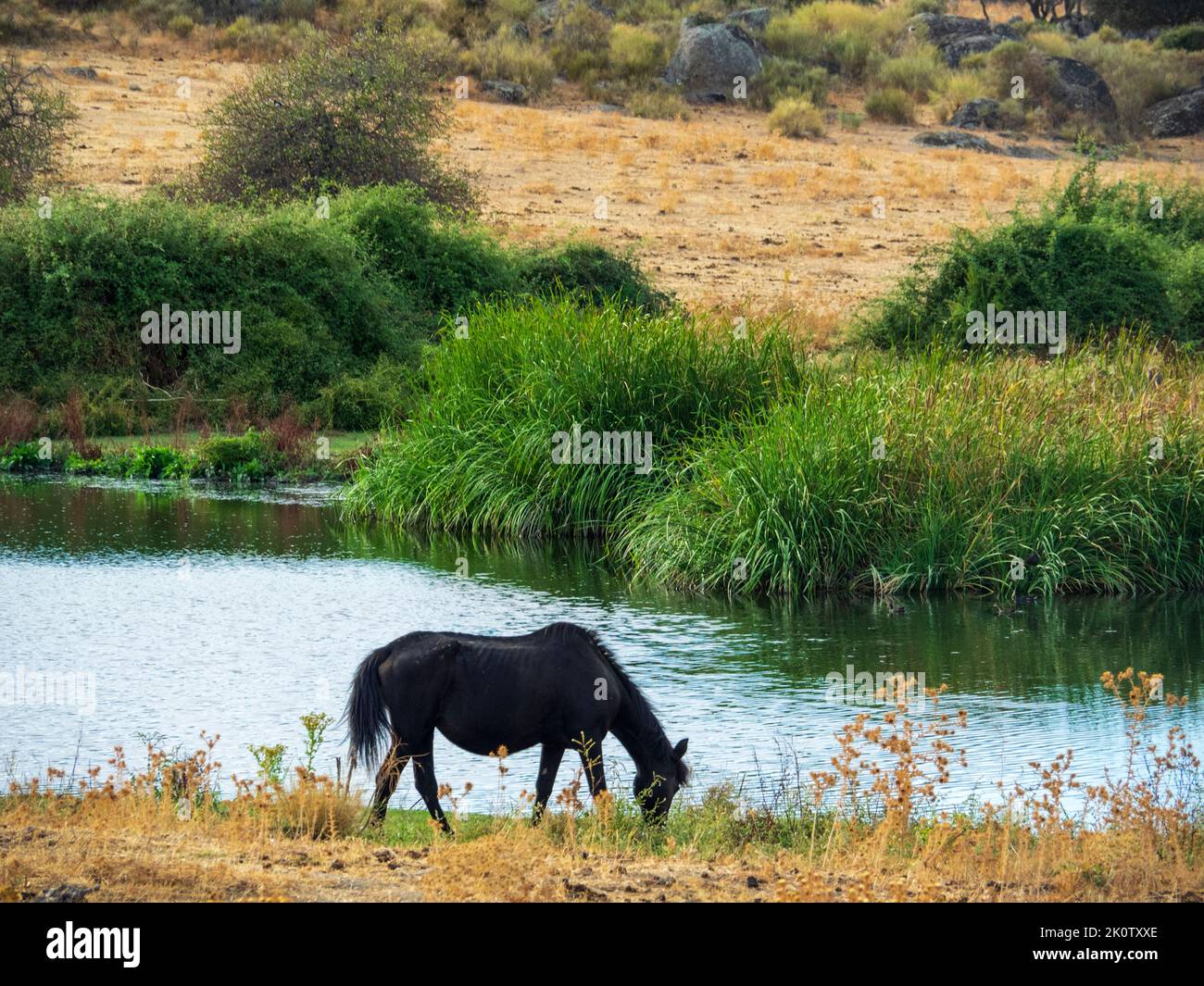 Cavalli che pascolano liberamente nel parco naturale di Los Barruecos (Cáceres, Spagna). Foto Stock