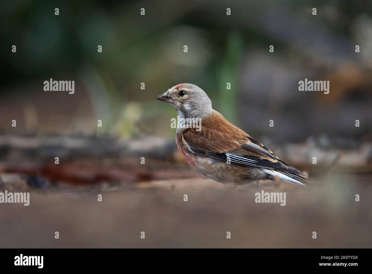 Malle di linnet comune (Linnaria canabina) Foto Stock