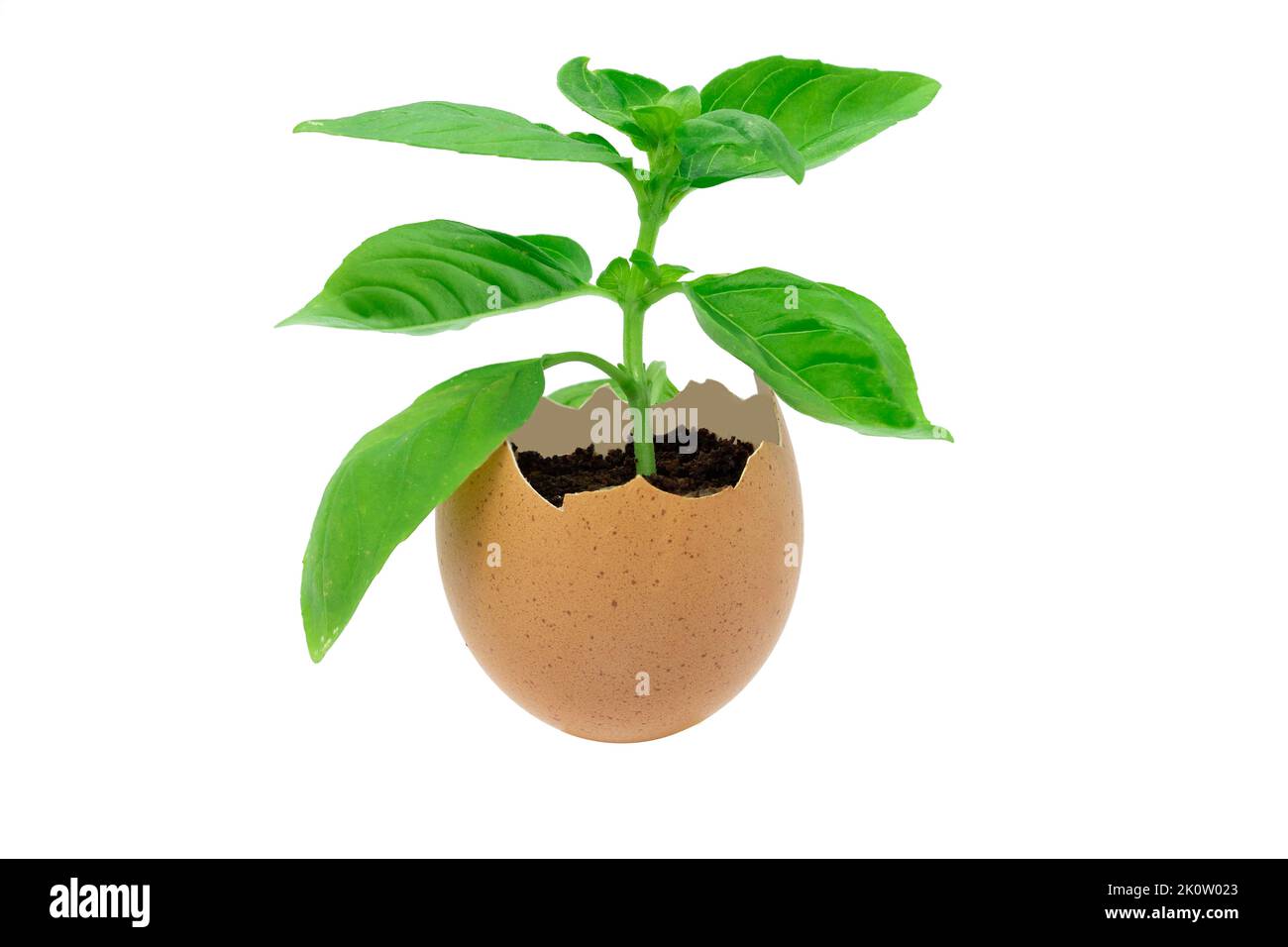 Una pianta verde che cresce in un guscio d'uovo come natura e concetto di ecologia Foto Stock