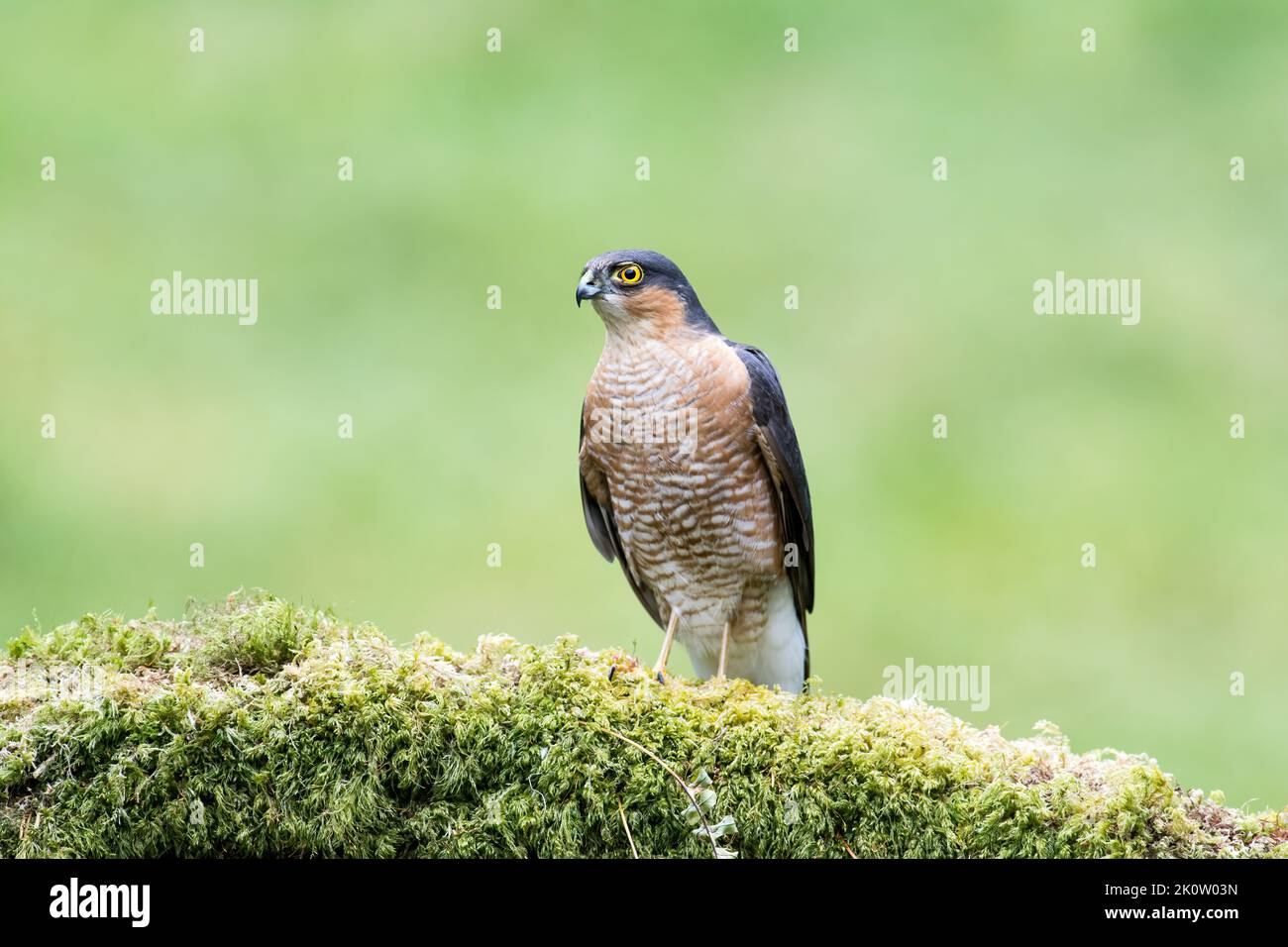 Sparrowhawk, Accipiter Nisus, su un ramo di albero coperto di muschio in un ambiente boschivo Foto Stock