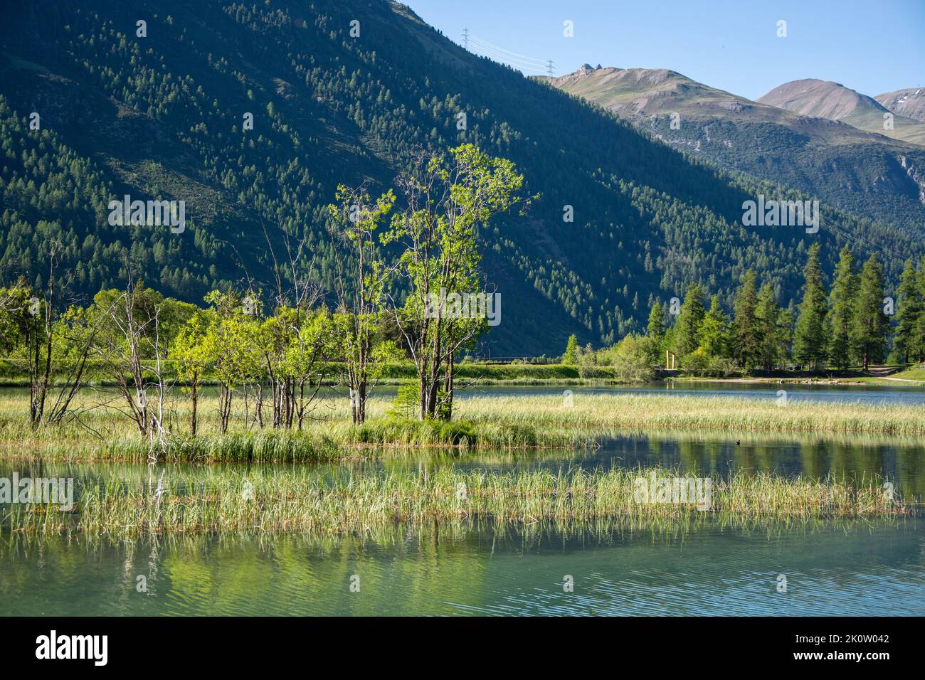 Die renaturierte Auenlandschaft des Inn bei Samedan und Bever im Engadin, Schweiz Foto Stock