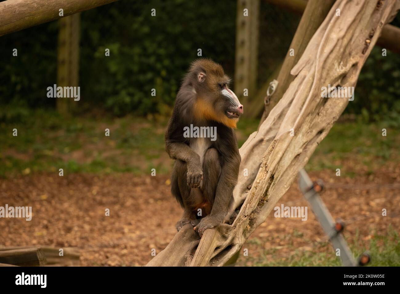 Mandrill allo zoo di Colchester Foto Stock