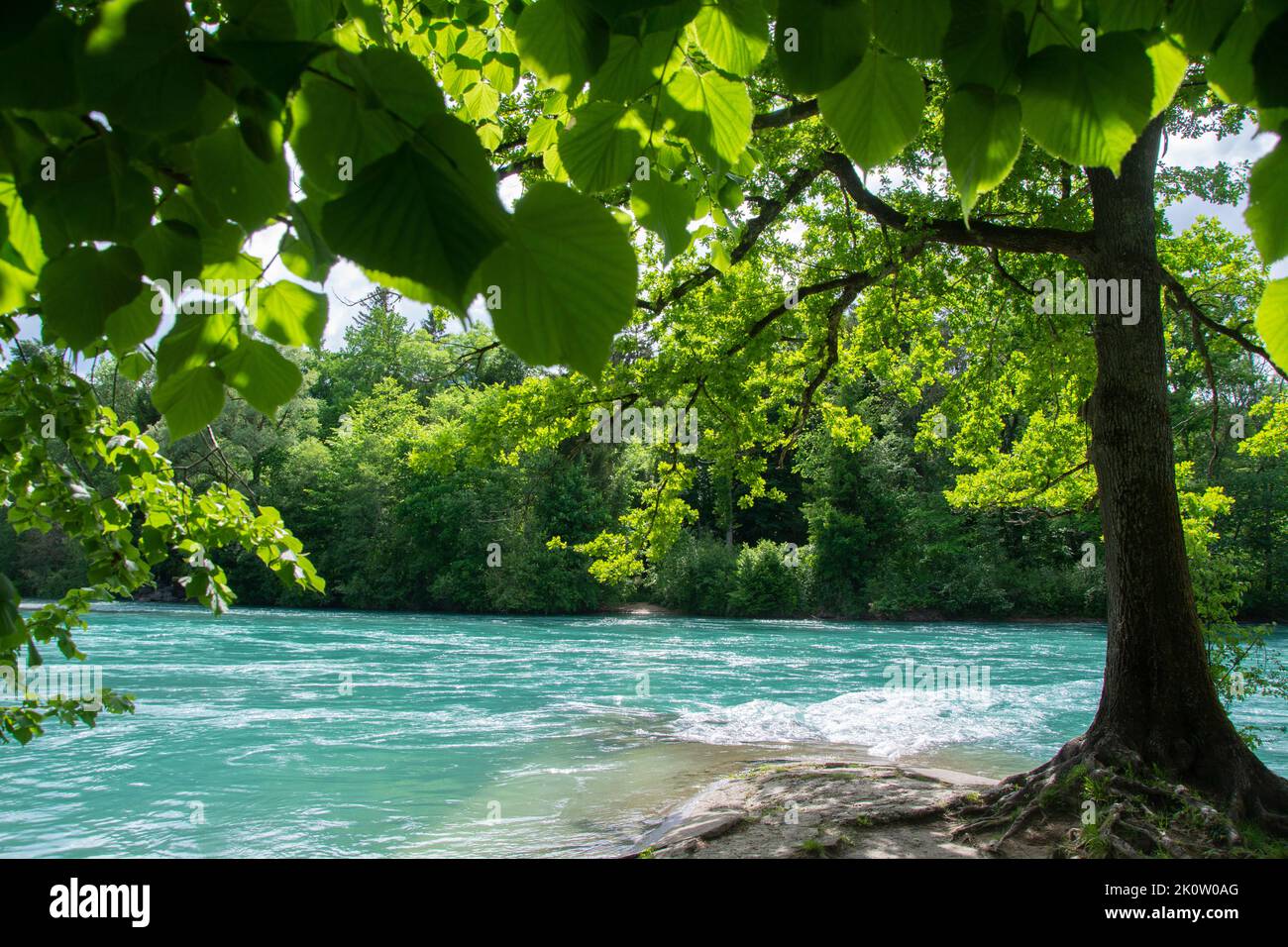 Die rentaurierte Aare zwischen Münsingen und Bern, ein Smaragd-Naturschutzgebiet und Aue von Nationaler Bedeutung Foto Stock