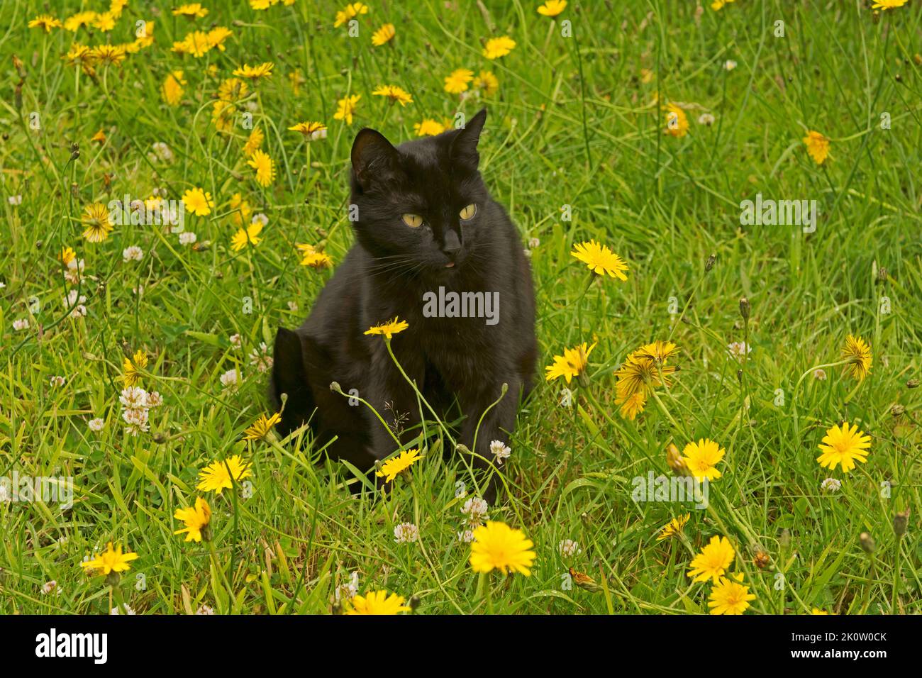 Un gatto nero semplice seduto su erba in un giardino con dente di leone Foto Stock