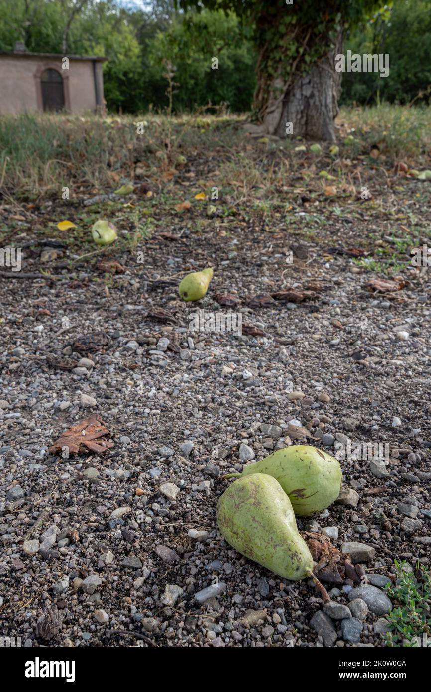 Ancora vita. Vista delle pere cadute sul terreno vicino a un albero di pera in luce naturale Foto Stock