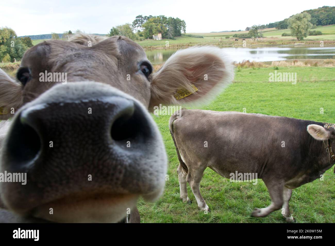 Neugierige Kühe im Schweizer Jura Foto Stock