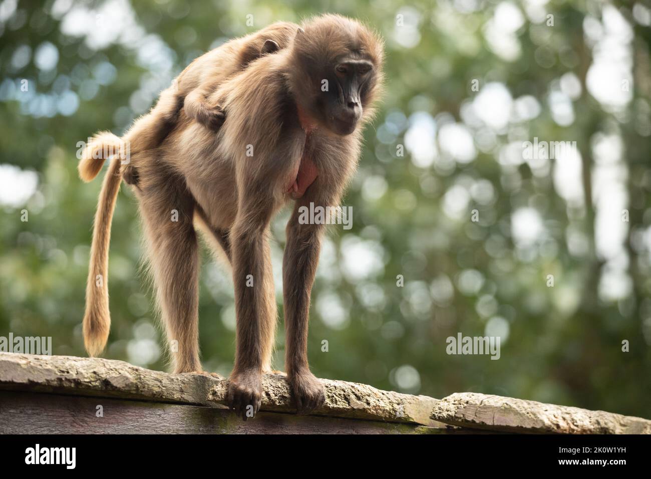 Gelada Baboon Scimmia madre e padre con due baby Gelada Foto Stock