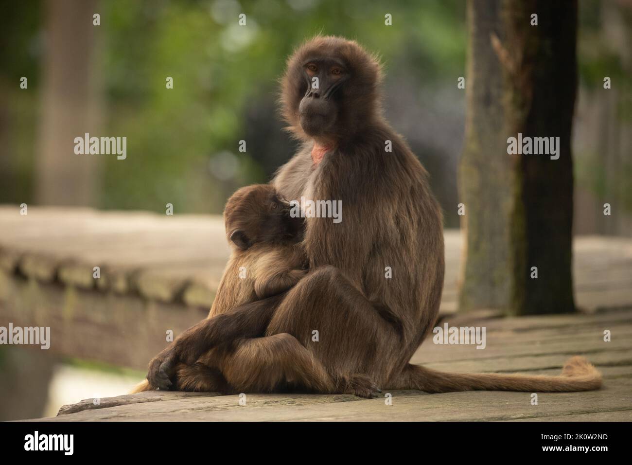 Gelada Baboon Scimmia madre e padre con due baby Gelada Foto Stock