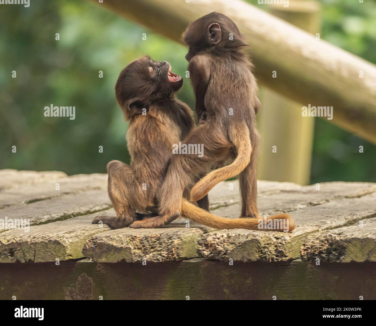 Gelada Baboon Scimmia madre e padre con due baby Gelada Foto Stock
