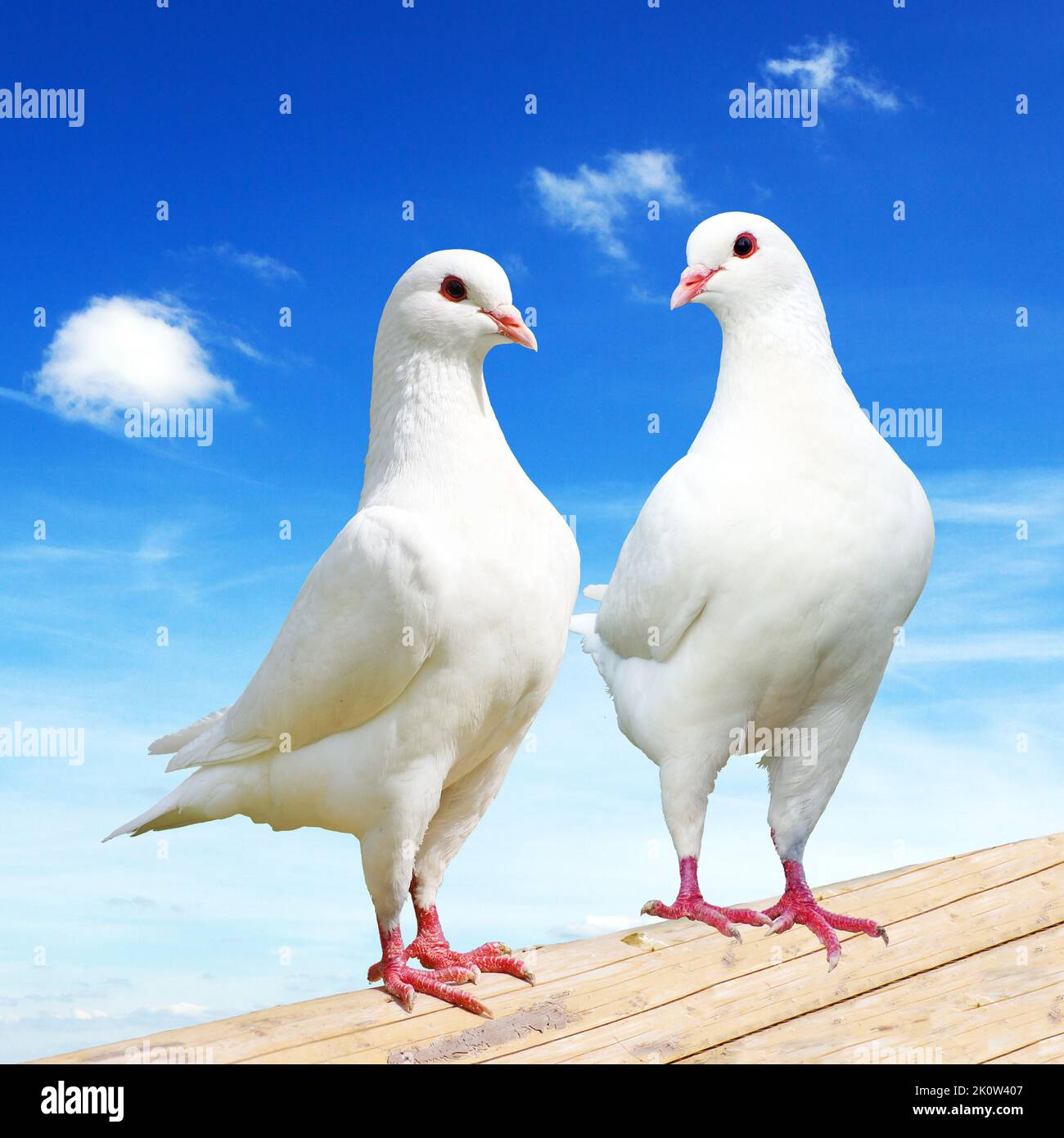 Due piccioni bianchi sul persico con bel cielo, piccione imperiale, ducula Foto Stock