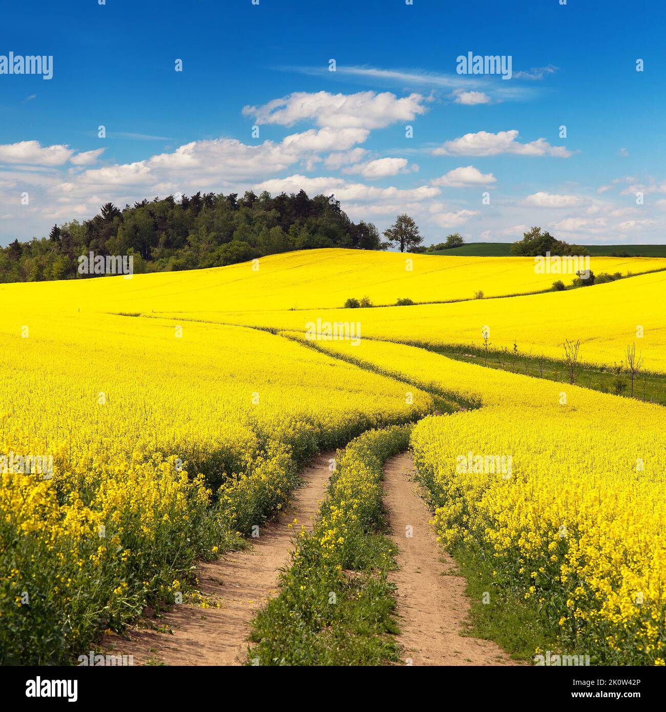 Campo di colza, colza o colza in latino Brassica napus con strada rurale e bella nube, colza è pianta per l'energia verde e l'industria petrolifera, s Foto Stock