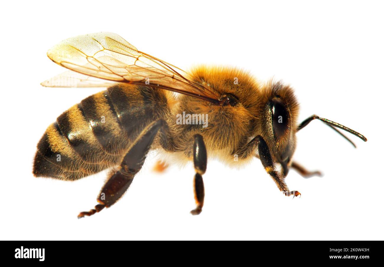 Particolare di ape o di ape in latino Apis mellifera, europeo o occidentale ape miele isolato su sfondo bianco Foto Stock