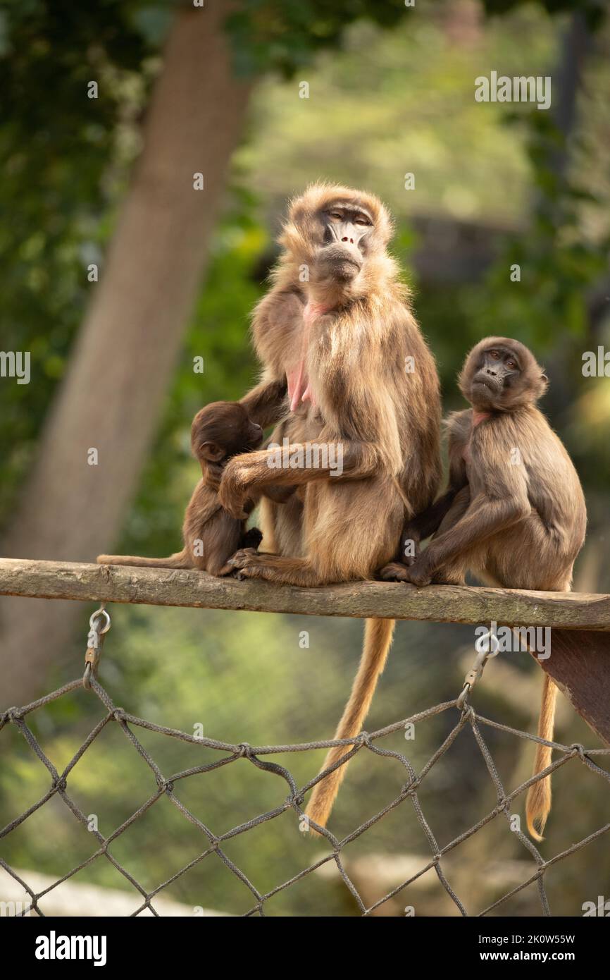 Gelada Baboon Scimmia madre e padre con due baby Gelada Foto Stock